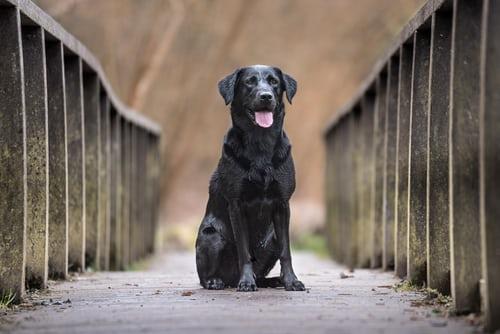 Photo Labrador