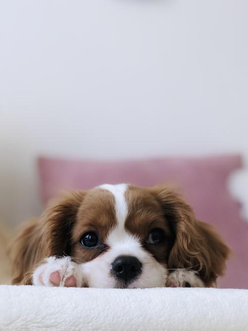 Photo regard Cavalier King Charles