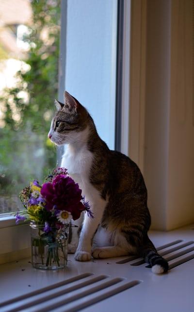 Photo chat fenêtre