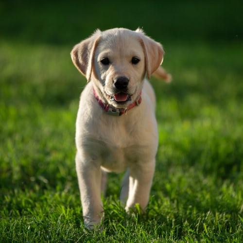 Photo LABRADOR RETRIEVER CHIOT