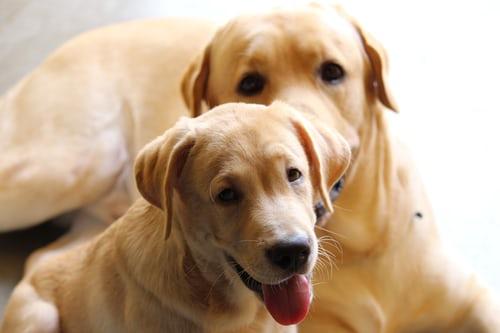 Photo Golden et Labrador