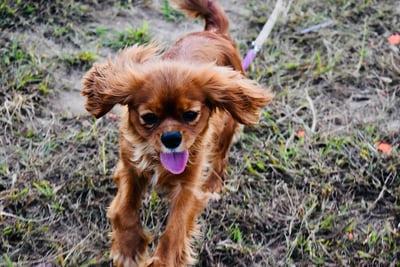 Photo Cavalier King Charles ruby