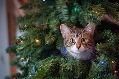 Photo un chat dans le sapin de Noël