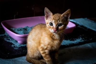 Chaton bac à litière