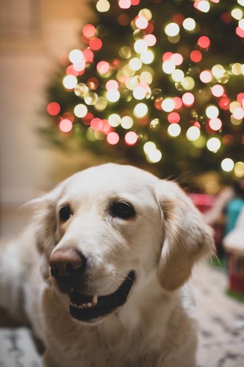 Chien Golden et Sapin de Noël