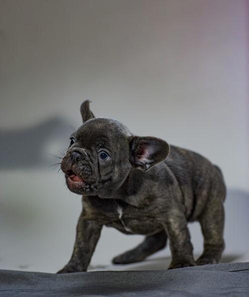 Photo chiot bouledogue français