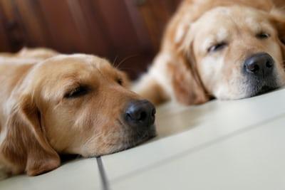 Couple de Golden Retriever
