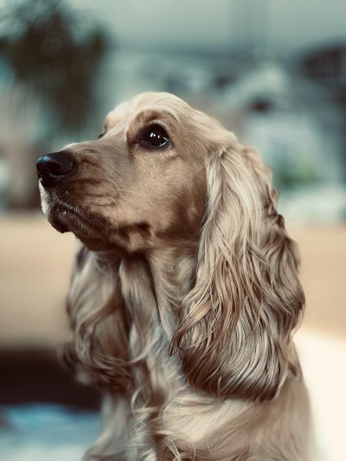 Chien Mignon Est Assis Sur Un Hamac Dans Une Pinède Ai Générative