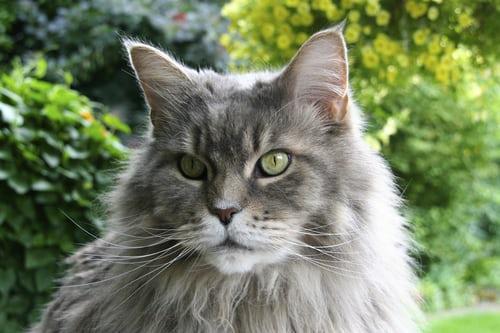 Photo Maine Coon