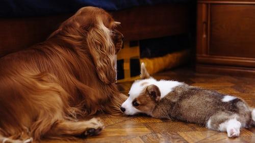 Photo cocker et corgi chiot