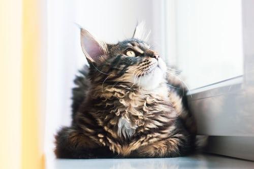 Photo Maine coon