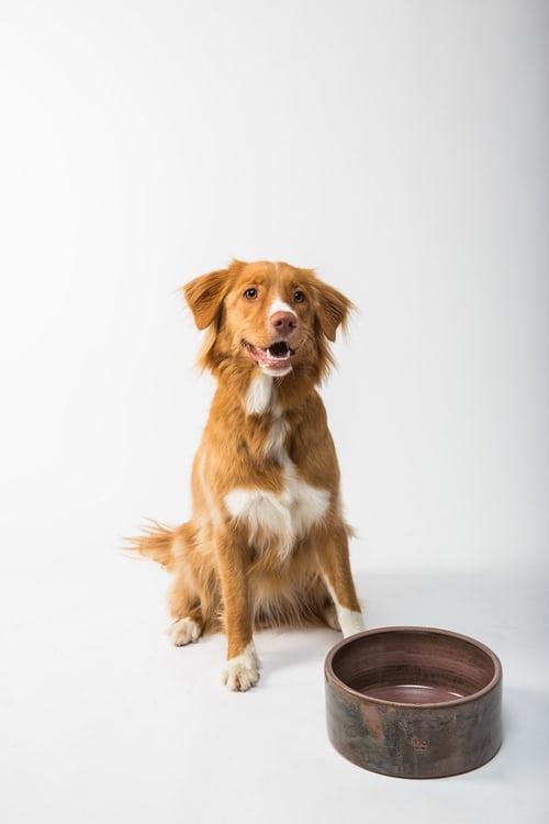 Photo Nova scotia retriever et gamelle