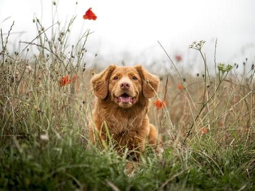 Photo Retriever de la Nouvelle - Ecosse