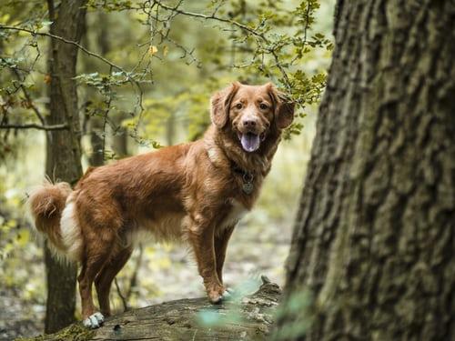 Retriever de la Nouvelle écosse