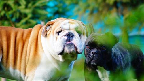 Bulldog Anglais avec un Bouledogue Français