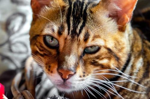 Photo chat bengal