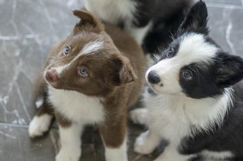 Chiots Border Collie