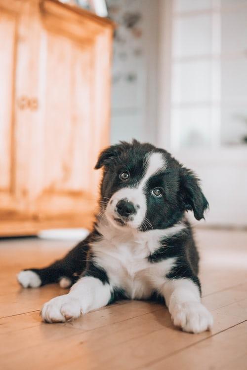 Chiot Border Collie
