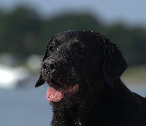 Photo Labrador noir