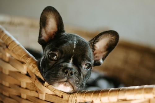 Photo chiot bouledogue français