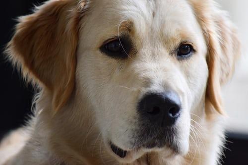 Doux regard d'un Golden Retriever