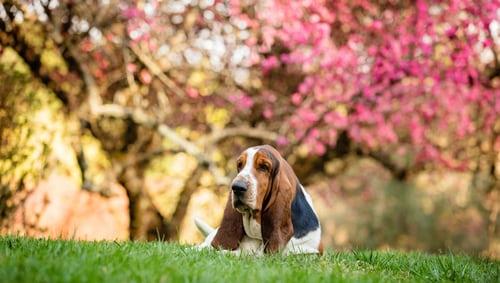 Le chien Basset Hound