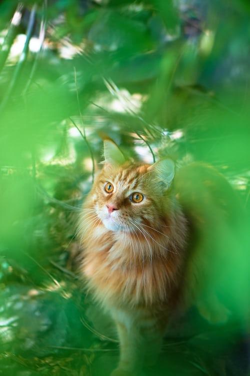 Photo CHAT MAINE COON