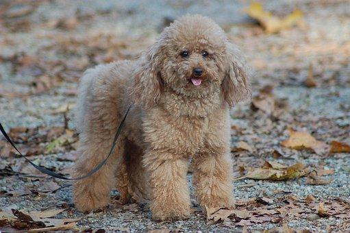 Caniche