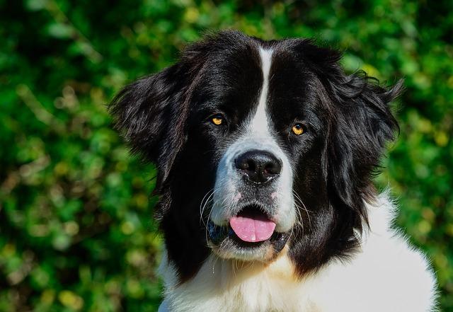 Portrait CHIEN LANDSEER