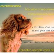 Presentation beatricesconseilscanins ckc ruby