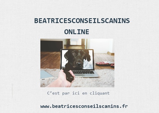 Pub beatricesconseilcanins online