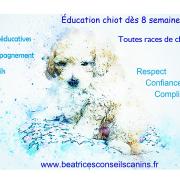 Pub education chiot rentree17