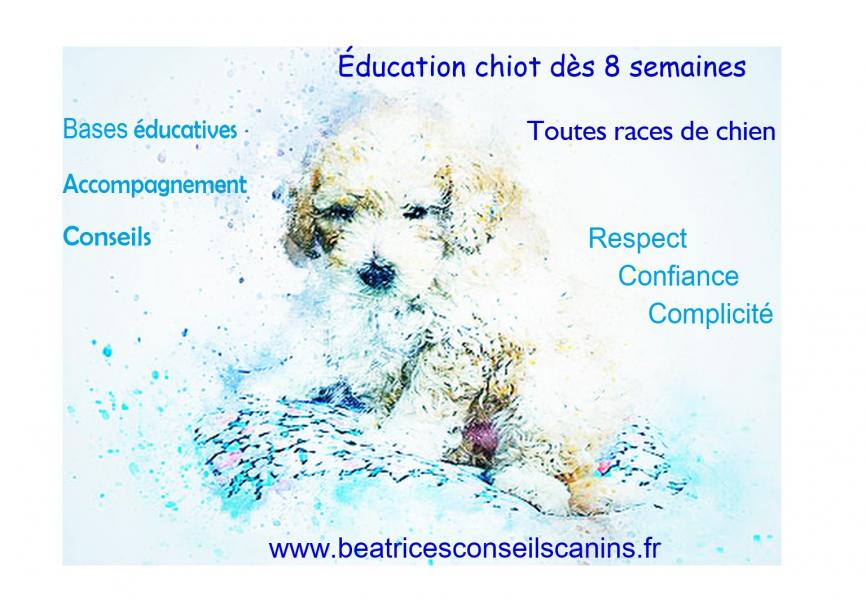 Pub education chiot rentree17