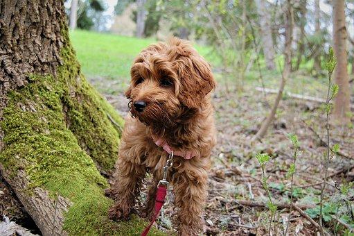 Chiot en promenade dans une forêt