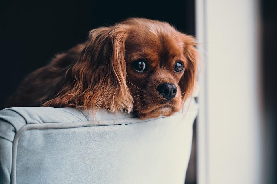 Chien Cavalier king Charles ruby