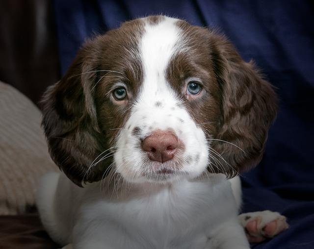 Puppy   chiot épagneul