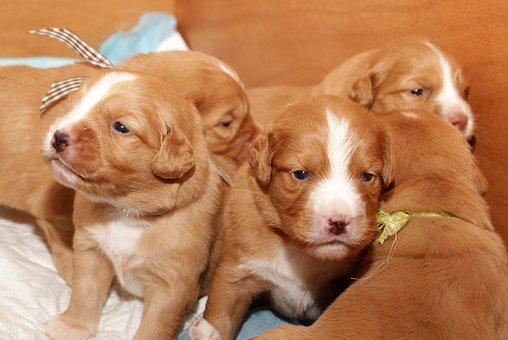 Puppy Novia Scotia Toller Retriever