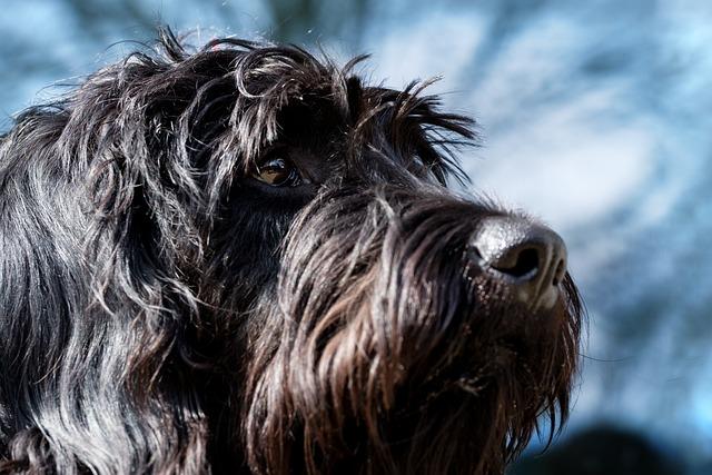CHIOT SCHNAUZER GEANT
