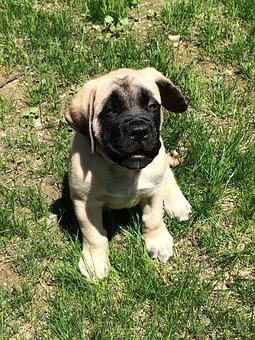 Puppy mastiff anglais