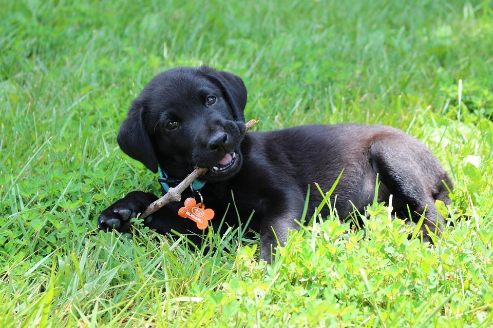 CHIOT LABRAOR MACHOULLANT