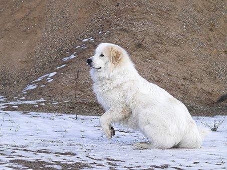 Pyrenean mountain dog  Chien montagne des Pyrénées