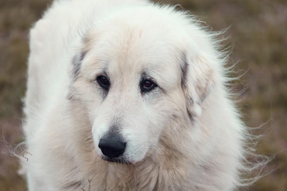 Pyrenean mountain dog  Patou