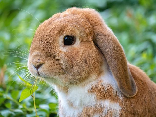 Rabbit lapin belier