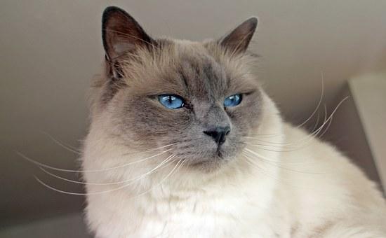 Le chat sacré de Birmanie