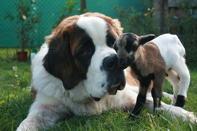 Chien Saint Bernard