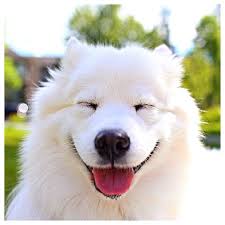 Samoyede