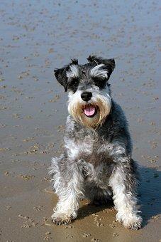 Schnauzer moyen