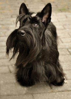 Scottish terrier 2835792 340