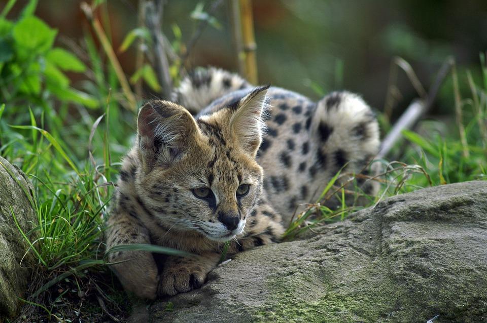 Serval 84082 960 720