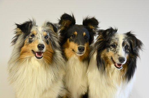 Sheepdog setland  berger shetland